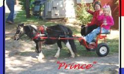 Prince stands 29" inches tall, his eyes sparkle w/Partial blue in them....Jet Black/white Pinto colored Miniature Horse he is daily handled & will mature to a great driving pony and kids Therapy Party Boy. Selling the whole set up together Mini, Harness &