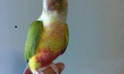 2 Adorable Pineapple Conures available! Can DNA for $25.00 extra. Location Northeast PA 18058. Contact Ana's Parrots or Myself with any questions.
https://www.facebook.com/PoconoAna