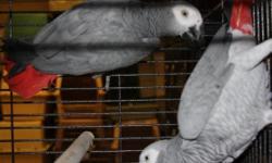 2 Baby african grey parrots asking $900 each,three feedings a day call 786-587-7813
