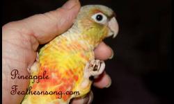 I have 2 baby Green Cheek Conures left available. One is a yellowside for 150 and the other is a pineapple for 200.
Babies are hand fed and tame. The yellowside is ready to go this weekend around the 8th. The pineapple needs another week for full