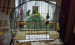 2 baby parakeets come with med size cocatiel cage,food,toys,
call 937-546-5766