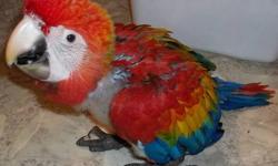 AS MUCH AS I DO NOT WANT TO DO THIS I NEED TO SELL MY 2 BLUE AND GOLD MACAWS WITH THEIR DOUBLE MACAW CAGE
THEY ARE CLUTCH MATES AND ARE 2 YEARS OLD
WILL NOT SPLIT THEM UP
1000 FOR EVERYTHING INCLUDING BOTH PARROTS