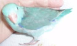 2 Blue Parrotlet Boys
Taking deposit to hold until weaned.
Please email with any questions or if you are interested.
