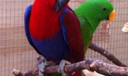 " Testing Waters "
2 Bonded pair of Eclectus
1st pair
Look at the first 4 pictures
Male n Female are both almost 4 years old
Not Tame
Laid 2 clear eggs last month- First Timer.
Will be a great breeder soon.
2nd Pair
Look at the last 4 pictures
Male is