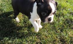 We have two- 6 week old Boston Terrier Boys. They are extremely playful and have lots of energy. Both parents are potty trained and super obedient. They are sweet and happy all the time. They have great temperaments and calm personalities. Puppies will