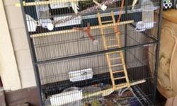 Well i dont have the time that they deserve and need. I have 4 birds 2 cockatiels both tame and both male according to te breeder i got them from & 2 parakeets/budgies male and female. They will come with this giant cage that will include all accesories,