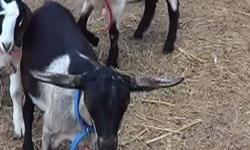 2 Dairy Goat Bucklings (3/4 Alpine 1/4 Nubian) 4 months old, $175 each.
They were born April 19, 2014. They are very friendly with hands on attention daily. They have been learning about hot wires and being led on a lead and being tied out. They have been