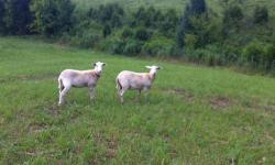 Two nice ewe lambs. Can be registered by new owner. RR certified ram throws long backs and string hocks. Their mother is easy to lamb and produces twins and triplets regularly.
Hair sheep are easy to keep, low maintenance and don't have to be shorn.
This