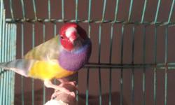 I have two Gouldian Finches that I'm looking to re-home. they are both male. Both very friendly and love to play with each other.
Asking for adoption fee of $90 each or best offer.
Please contact me if you are interested.
KEYWORDS: Gouldian, Finches,