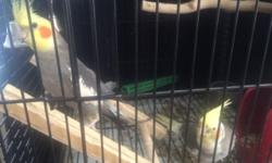 2 male cockatiels about 1 year old with cage and everything in it do not have time for them anymore
This ad was posted with the eBay Classifieds mobile app.