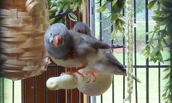 4 Adorable Juvenile Zebra Finches.
2 Males - practicing their singing and getting more color each day.
The males are split for lightback/fawn.
2 Females - Lighter than males. $15.00/both. (Females are very easy
for me to sell to store. There are always