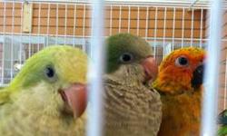 We have Cockatiels, Green Cheeked Conure, Green Quakers and pallid green (Mutation)Quakers, Sun Conures. Stop by at Ceasar Pet Store located at the Sunshine Flea Market booth 18 J at Banana Trial next to East Coast Mattress and Manny's Appliances
This ad