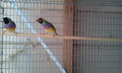 2 pair of gouldian finch for sale $120 pair. All birds are from 2012.
1 pair: Female is BH, PB, GB - Male is BH, PB, Dilute Back
1 pair: Female is RH, PB, GB - Male is BH, PB, GB
Both pairs have just started laying eggs and are completely molted out. They