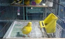 2 Pairs of show quality Fife Canaries for sale. These fifes come from a line of champion fifes. The Fifes were born this year. Price is firm. Will ship. ($80.00 per pair) Call 561-432-2277