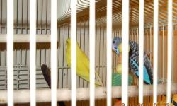 Cage, Bards and all supplies included. 1 yellow and one blue. Nice size cage.$50.00 for all.
Call: (916)721-0377