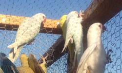 Must go together. They are about 1 year old.
I dont believe they were handfed. And they are not hand tame. We tried. They are pretty and chirp all day long.
I believe they are male and female.
$30 includes both parakeets, the cage toys and perches, and