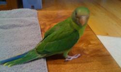 2 parakeets no cage ayellow /gray one and1 yellow/turquoise one 10.00 each need to get down on my animals