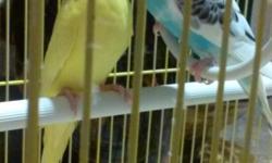 Hi, I have a pair of young patakeets ready for aloving home . They come with a small semi-new cage. They love to kiss and hang from the swing. The rehoming fee for everything is $25. If you are interested. Call or text me 972-2014330.