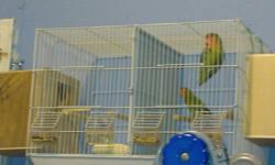 2 parakeets with cage and food and accessories. Asking $60 obo pictures on request