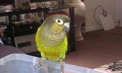 2 PROVEN PAIRS GREEN CHICKS, $175 A PAIR, IF YOUBUY ALL 2 PAIRS $160 EACH PAIR
CHECK US OUT ON FACEBOOK-LOU ROBERTS PARROTS