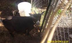 Hi i have a black female pygmy goat for 125. and a nigerian dwarf pygmy male for 200 they are both sweet and playful up to date on all shots for more info contact debbie at 423-735-7252 or 423-388-5679 ty