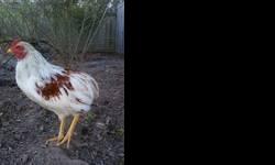 2 RUMPLESS ARAUCANA ROOSTERS FOR SALE.
281 350 1322
Pictures are not the exact birds but to give you a idea of what they'll look like.