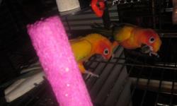 Re-homing two beautiful Sun Conures very attached to each other, not sure what gender they are. Will not separate them. Like to be out of cage. Semi friendly. Re-homing together for $375 firm, cage not included. Please no breeders. Thank you.