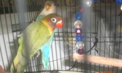 I HAVE 2 ADORABLE LOVEBIRD BABIES. 1 IS A PEACHFACE AND THE OTHER IS A FISCHER. JUST WEANED. BOTH WERE HANDFED AND ARE REALLY TAME.
$50 PEACHFACE
$60 FISCHER
CALL 419-948-0357 FOR MORE INFO. THANKS