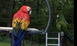 2 year old very friendly Catalina Macaw. Loves to interact with everyone and dance! Please call 607-732-2700.