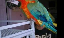 I have a 2 year old Harlequin Macaw named Jeffrey that must be rehomed soon due to changed circumstances. He will come with a big, nice cage, a huge perch, a swing, other toys, and everything else we have for him. He's semi tamed due to his age. He acts