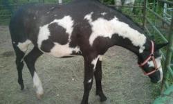 Two year old curly stud. Hypoallergenic, extreme curly. Can send hair sample to test allergy reaction if needed. Black/white overo. Nice mover, very flashy. Should throw curl 100% of the time. Or geld and have a flashy curly to ride. Price will increase