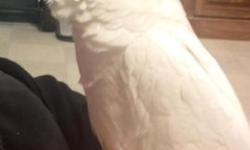Would like to rehome my cockatoo. I have 3 girls and they r terrified of him. So I'm not able to spend the time with him that he deserves. He loves to be loved on and to be out of his cage playing. I have to take him to my bedroom to spend time with him