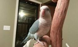 I have a Blue Quaker, gender unknown. I have his/her hatch certificate. Eats well on everything but does eat mainly Zupreem pellets. Very laid back, steps up, very well behaved with larger Cockatoos and smaller Cockatiels. Bird is in perfect health as