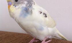 Hi! I am suddenly moving and I need to find a home for my dear budgie "Birdy." Birdy is male, he was hand raised, I bought him from a reputable pet store here in San Francisco two years ago. Birdy is a delightful bird and incredibly low-maitenance pet
