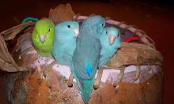 I have 3 baby Parrotlets that I will be pulling from the nest box for handfeeding this Friday. These parents have produced Dilute blue pieds, Cobalt blues,normal blues and a white. You must know how to handfeed ! $80.00 each or $220.00 for all 3 . Will