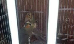 2 baby's cockatiels $25.00 each i dont know the gender
really cute bring you cage call or text 480/709/2282###