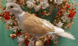 3 beautiful pair of Ringneck Doves available. $50 a pair. Buy 2 or more pair @ $40 a pair. Tangerine Pearled Tufted and Ash Tufted, Orange Pearled Tufted and Blond Crested, Tangerine Silky and Blond Frosty Crested.. (203) 632-5200 BEACON FALLS, CT