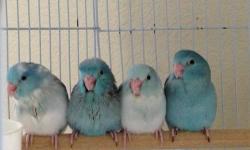 Haus of Feathers has 3 Blue Quaker babies at four weeks old ready for deposit. Deposit is $50. with balance due at pickup. Come pick out a baby, weaning between eight and nine weeks old. Call: 210-679-0874.