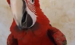 Hello,
I have three pairs of Severe Macaw (Ara severa) that I am looking to sell to other breeders that are interested. Pictures are available upon request. Each pair has been confirmed with DNA analysis and pairs have been together for at least two