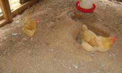 3 BUFF ORPINGTON HENS FOR SALE. $8 EACH. 1 YR OLD. GREAT LAYERS. FOR MORE INFO EMAIL.
