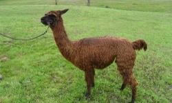 Purchase Mom, Dad and Baby Cria all 3 for $750
Cherry Cola has already delivered a beautiful Cria (Angel Hartz) you can see pictures of her on our web pg. and Santana has won several ribbons at Alpaca shows. Saddle was born Oct. 4th and is very unique as