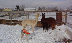 Their ages ( I was told) are are about 5-10 yrs old. All 3 have been used in Nativity Scenes and one has been used in petting zoos. The get along with other llamas and alpacas, goats, sheep, mini donkeys, and calves.
$100 each or all 3 for $250
Call/text