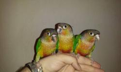 1 Yellow Sided Green Cheek Conure Baby $300.00
2 High Red Yellow Sided Green Cheek Conure Babies $350.00 Each
Ready To Go To Their New Loving Home!
They Are $300.00 each
High Reds Are $50.00 More
We take pride in raising our babies to be very sweet and