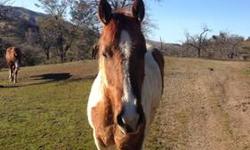 Hi,
What we have here are 3 handsome gelding horses at a very reasonable price.
There is a
1) 5 yr old Paint Quarter Horse
2) 12 yr old Sorrel Horse
3) 16 yr old Dun Buckskin Mustang for 300
These horses are friendly and simply looking for someone to give