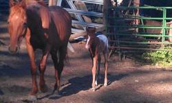 Aqha Registerd mare and foal. Mare is bred back to same stud who is homozagus for red and yellow dun babies. (He has never thrown anything but a colored dun baby). Oppies Peppy Beau- Sire, is by Marcella Badger x Peppy San Badger out of a Coys