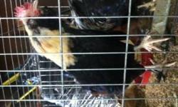 I have 3 male 5 month old Faverolle Roosters I need to exchange for some hens or just sell them please let me know if intrested will negotiate!!
8185191000