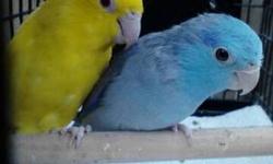 I have 3 pair of parrotlets to rehome, I am thinning my flock. They are breeding pairs. One pair is green/green one is blue/lutino & one pair is green/blue. They are $200.00 per pair. They are not hand tamed. Can include cage & breeder box fir $30.00