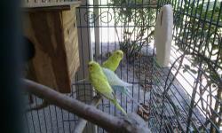 3 parakeets .2 males 1 female. Large cage with stand. 2 nest boxes. Food moulting food and millet.
Good deal. $60.... 904_674_1283