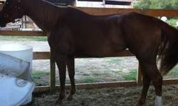 I Have 3 quarter horse that i need to get rid of . There good horses i just don't have the time to take care of them.
1st horse is 11years old Quarter horse Female
2nd horse is 6 year old Gelding Quarter horse - Male
3rd horse is 4 year old Quarter Horse
