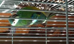 I have 3 grass parakeets. I have a male and female pair that could be a breeding pair but we haven't given them a nest box plus our house is a little busy and they don't have a calm place to breed. Then I also have a male that is in a different cage by